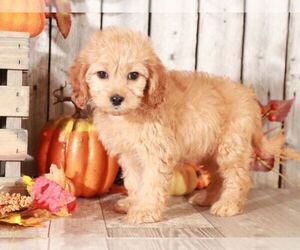 Cavapoo Puppy for sale in MOUNT VERNON, OH, USA