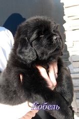 Newfoundland Puppy for sale in Yemanzhelinsk, Chelyabinsk, Russia