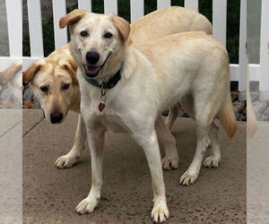 Bella Lab - Female Labrador Retriever Dog for Adoption - Photo #4