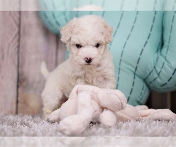 Medium Photo #5 Maltipoo-Unknown Mix Puppy For Sale in FULLERTON, CA, USA