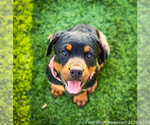 Small Photo #4 Rottweiler Puppy For Sale in NEWCASTLE, CA, USA