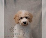 Small #3 Poochon