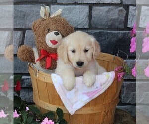 Golden Retriever Puppy for sale in FREDERICKSBURG, OH, USA