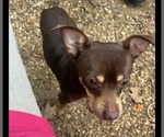 Small #1 Chihuahua