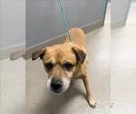 Small Beagle Mix