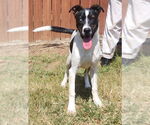 Small American Pit Bull Terrier-Catahoula Leopard Dog Mix