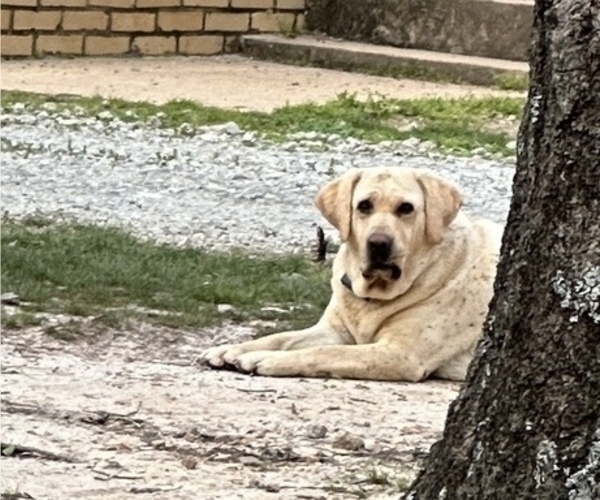 Medium Photo #1 Labrador Retriever Puppy For Sale in NEWNAN, GA, USA