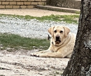 Mother of the Labrador Retriever puppies born on 12/25/2025