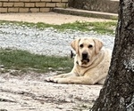 Small Photo #1 Labrador Retriever Puppy For Sale in NEWNAN, GA, USA