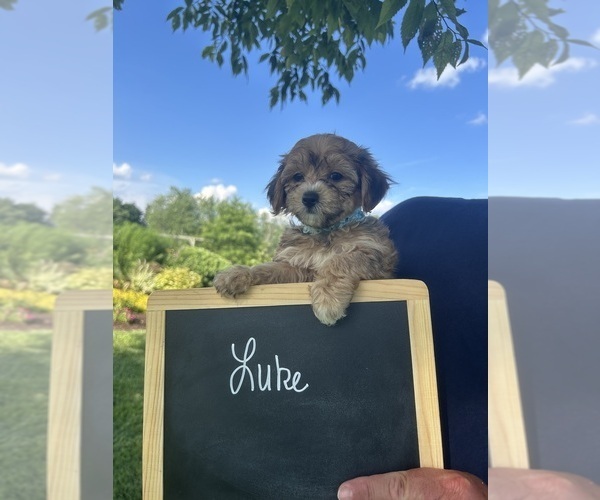 Medium Photo #3 Yo-Chon Puppy For Sale in BELFAST, OH, USA