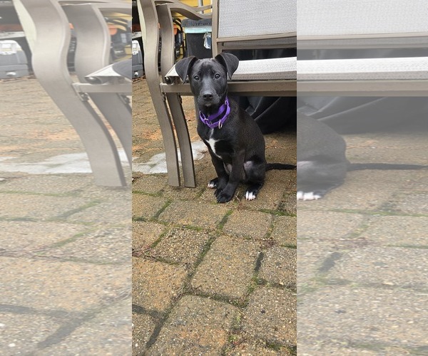 Medium Photo #2 Labradoodle Puppy For Sale in pomfret, CT, USA