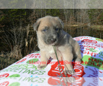Small #5 German Shepherd Dog
