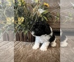 Small Photo #9 Maltese-Poodle (Toy) Mix Puppy For Sale in MONTGOMERY, AL, USA