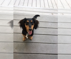 Dachshund Puppy for sale in KEY WEST, FL, USA