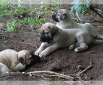 Small Photo #2 Kangal Dog Puppy For Sale in East Garafraxa, Ontario, Canada