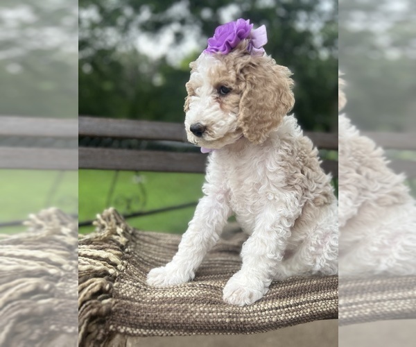 Medium Photo #7 Goldendoodle Puppy For Sale in SHERMAN, TX, USA
