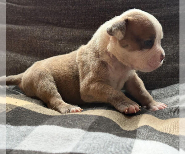 Medium Photo #5 Olde English Bulldogge Puppy For Sale in BRENTWOOD, CA, USA
