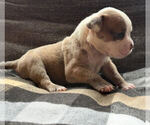 Puppy Silver L Olde English Bulldogge