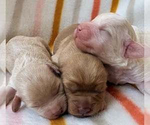 Medium Cavapoo (Miniature)