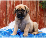 Small #23 Mastiff