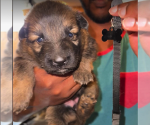 German Shepherd Dog Puppy for Sale in LIBERTY, New York USA