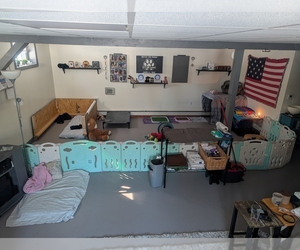 Medium Photo #9 Rottweiler Puppy For Sale in CANDIA, NH, USA