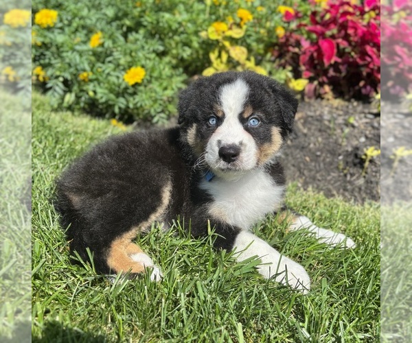 Medium Photo #6 Miniature Australian Shepherd Puppy For Sale in NOBLESVILLE, IN, USA