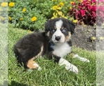 Small #5 Miniature Australian Shepherd