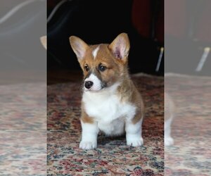 Pembroke Welsh Corgi Puppy for sale in FAIR GROVE, MO, USA
