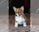 Small Photo #1 Pembroke Welsh Corgi Puppy For Sale in FAIR GROVE, MO, USA