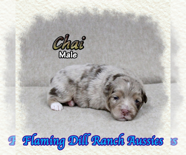 Medium Photo #1 Miniature Australian Shepherd Puppy For Sale in FORESTBURG, TX, USA