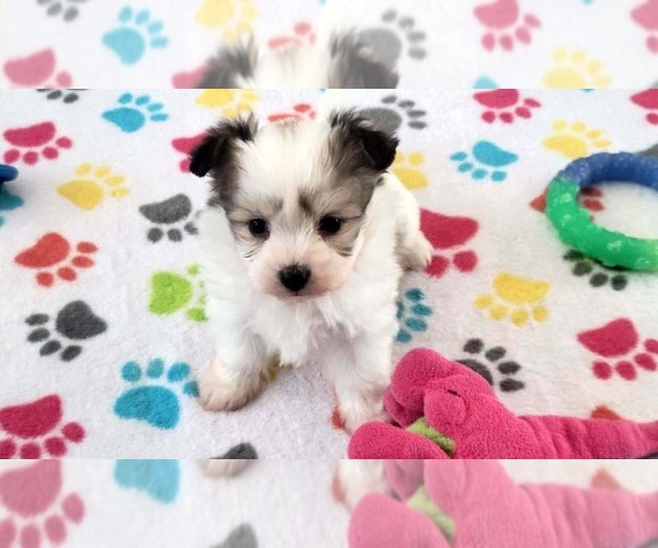 Medium Photo #9 Papitese Puppy For Sale in ORO VALLEY, AZ, USA