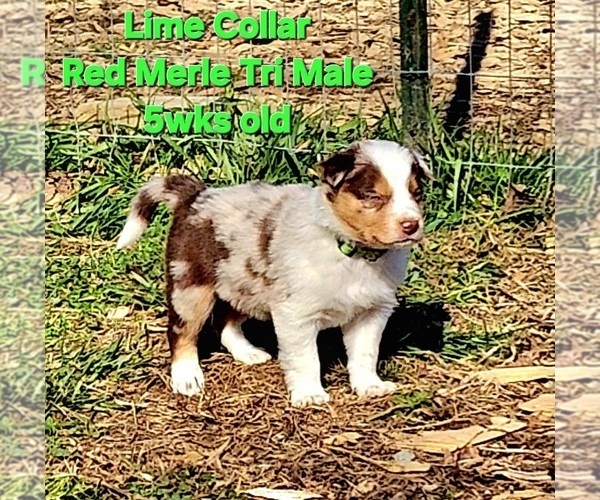 Medium Photo #51 Border Collie Puppy For Sale in BYBEE, TN, USA