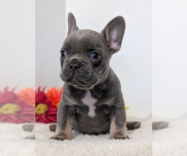 Medium Photo #53 French Bulldog Puppy For Sale in GOSHEN, IN, USA