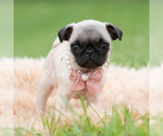 Small #2 Pug