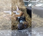 Small #2 Rat Terrier