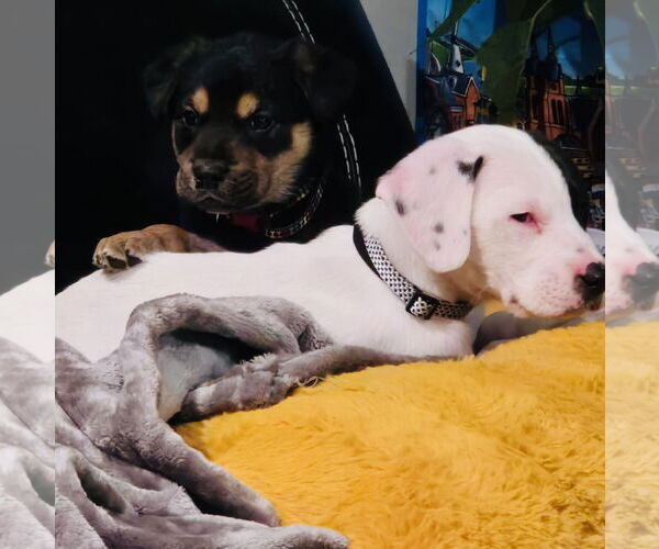 Medium Photo #3 Labbe Puppy For Sale in Princeton, MN, USA