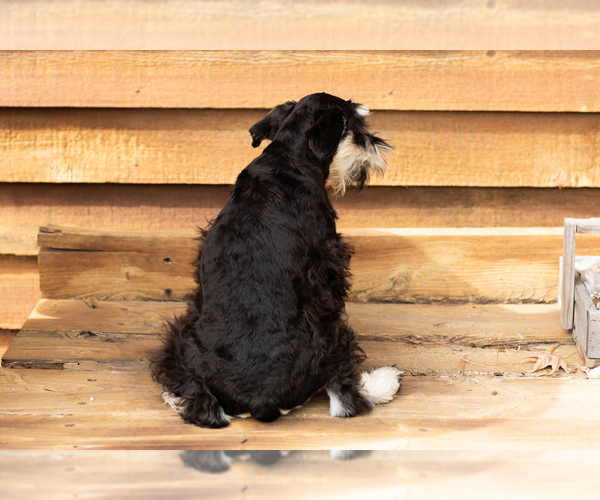 Medium Photo #4 Schnauzer (Miniature) Puppy For Sale in NAPPANEE, IN, USA