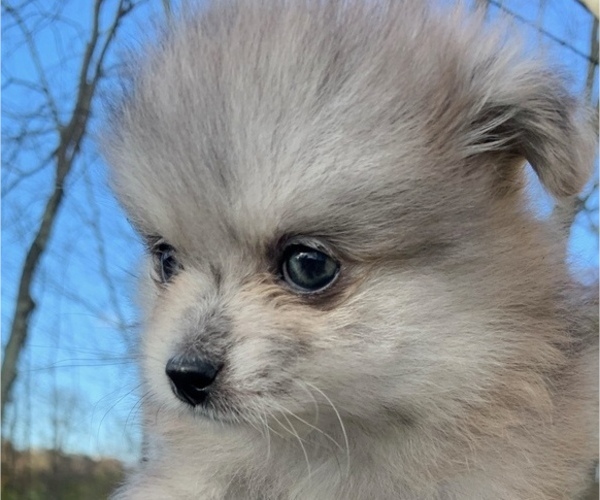 Medium Photo #13 Pomeranian Puppy For Sale in PORTLAND, ME, USA