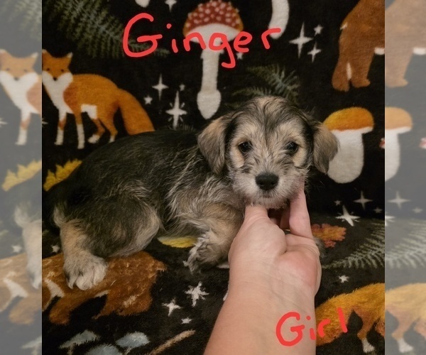 Medium Photo #5 Chizer Puppy For Sale in MONTEZUMA, GA, USA