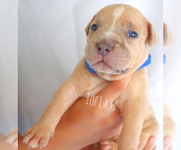 Medium Photo #13 American Bully Puppy For Sale in PALMDALE, CA, USA