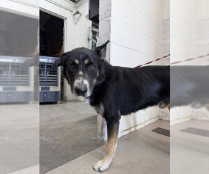 German Shepherd Dog Dogs for adoption in San Bernardino, CA, USA