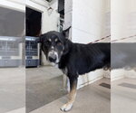 Small German Shepherd Dog