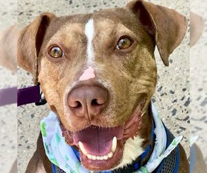 BamBam *Adopt or Foster* - Male Catahoula Leopard Dog-Unknown Mix Dog for Adoption - Photo #2