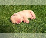 Small Photo #2 Golden Retriever Puppy For Sale in OMAHA, NE, USA
