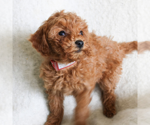 Goldendoodle-Poodle (Miniature) Mix Puppy for sale in MANHEIM, PA, USA