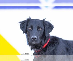 Retriever -Unknown Mix Dogs for adoption in Sandy, UT, USA