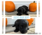 Puppy Light Blue Goldendoodle