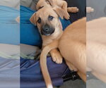 Small #3 Boxer Mix