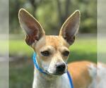 Small Chihuahua Mix
